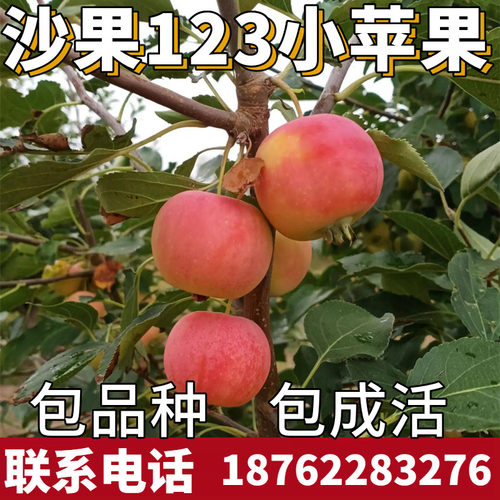 东北沙果树苗南方庭院地栽12