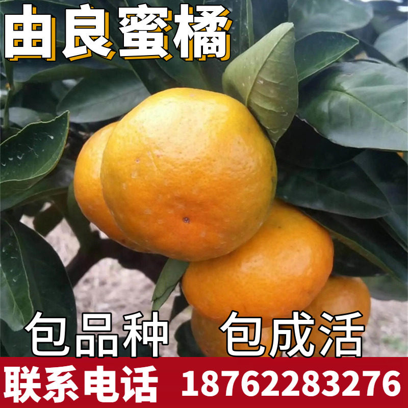 由良蜜桔苗南北方庭院地栽柑橘苗大树盆栽嫁接带土桔子树当年结果