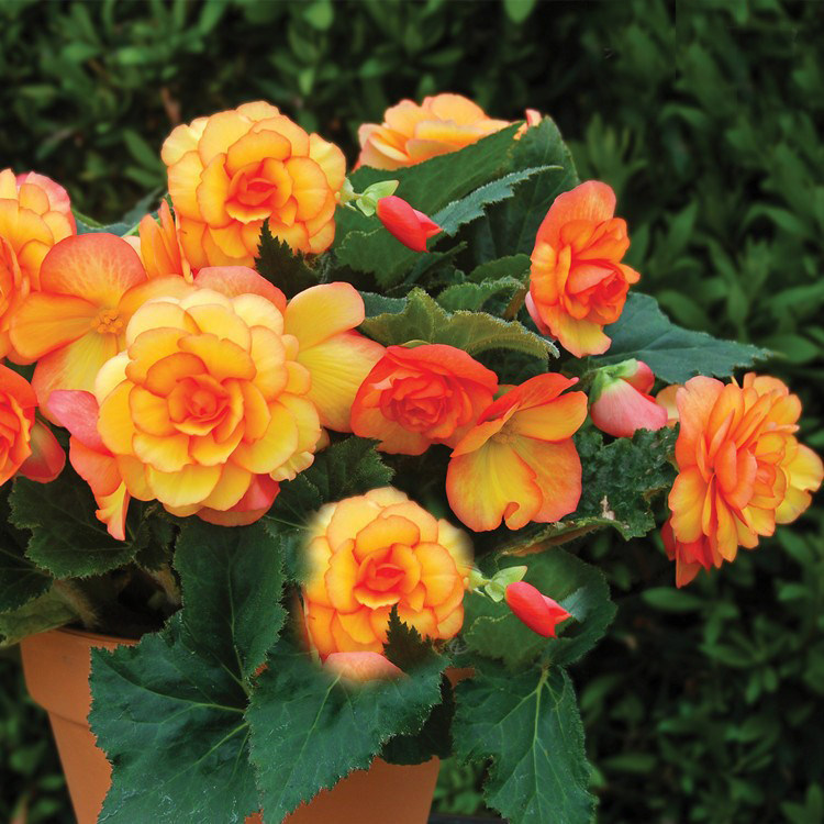 进口大花皱瓣球根海棠种子多年生花卉四季播种开花室外花种籽子