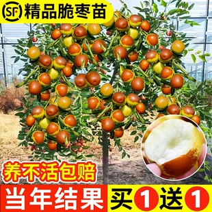 枣树活苗特大冬枣嫁接特大北方南方种植庭院葫芦枣树果树果苗盆栽