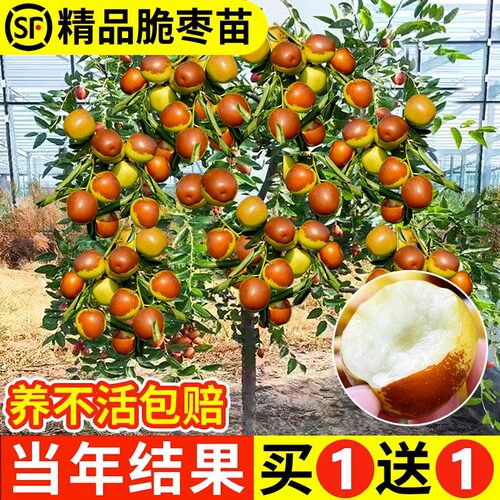 沾化冬枣树活苗当年结果死苗补发