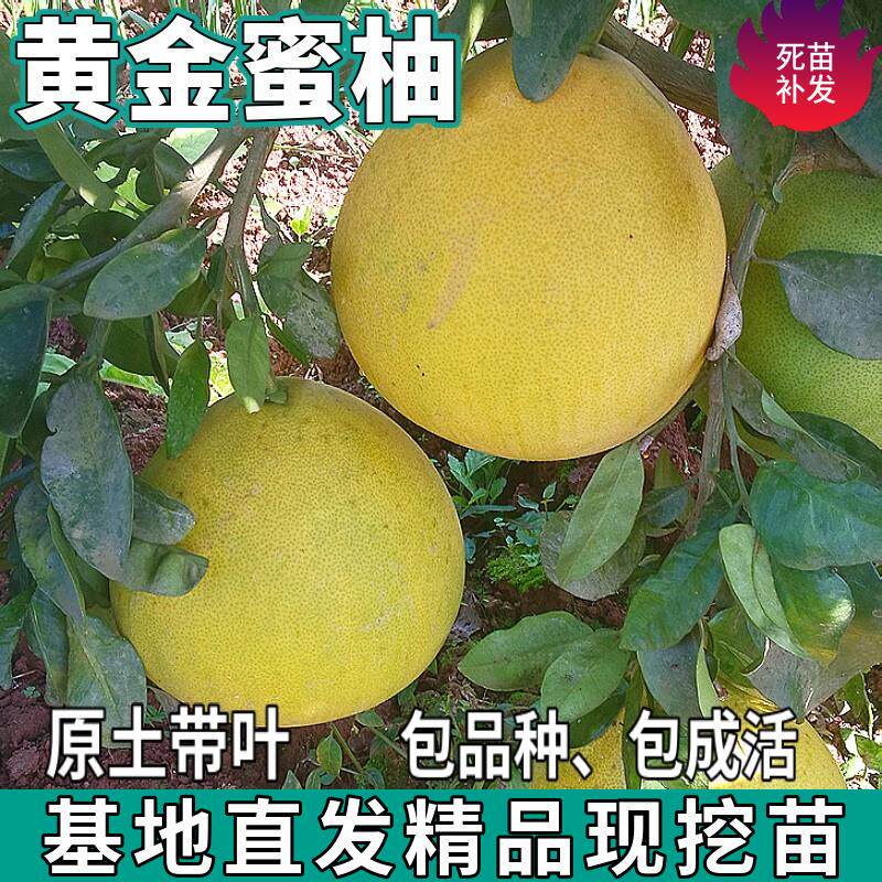 黄金蜜柚树苗南北方庭院绿化特大果地栽盆栽嫁接黄心柚子当年结果