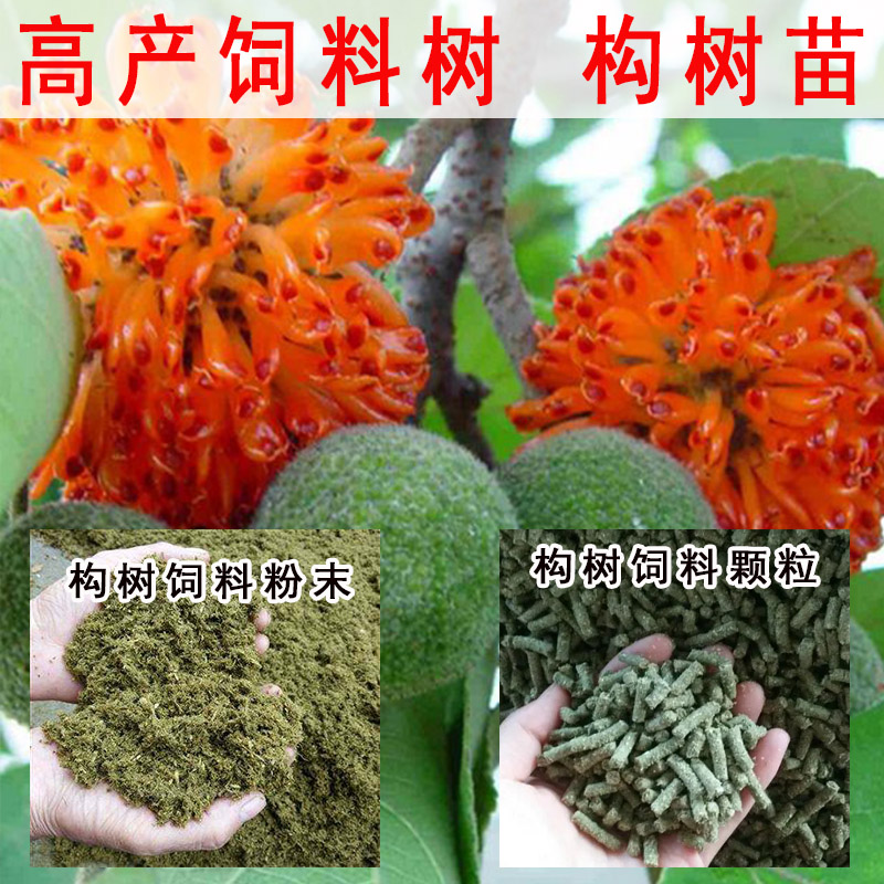 新品种杂交构树苗养猪牛羊高产饲料树苗南方北方种植荒漠造林树苗