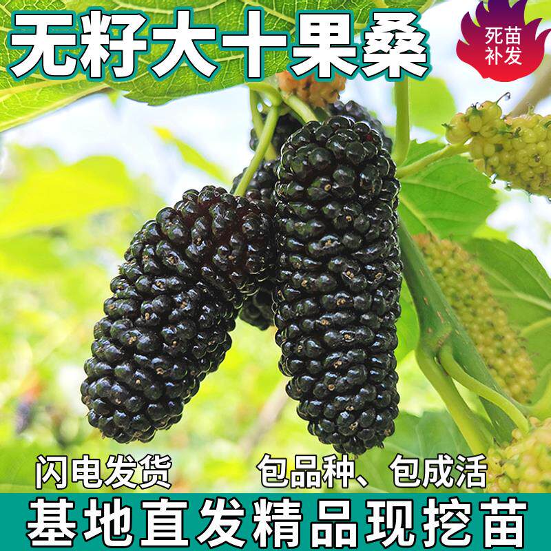 无籽大十黑桑葚树苗南北方盆栽地栽种植活苗特大果嫁接苗当年结果