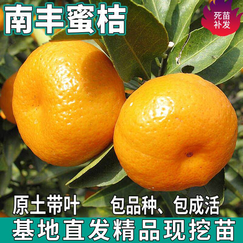 南丰蜜桔树苗南北方庭院地栽嫁接贡桔盆栽无籽蜜橘子树苗当年结果