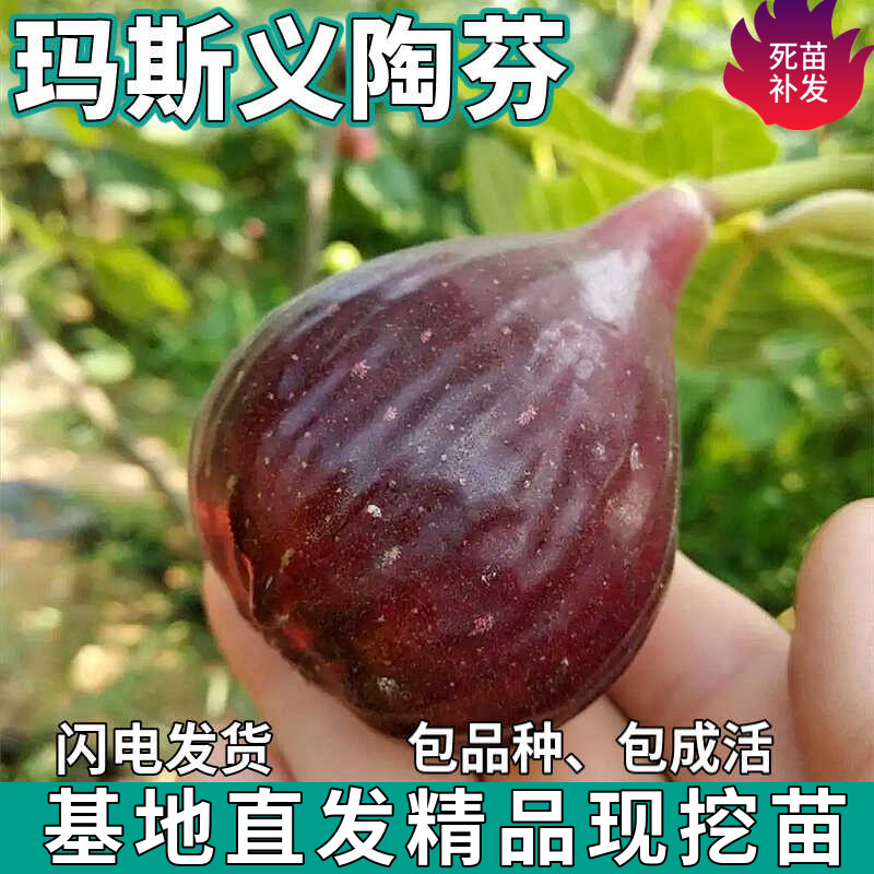 玛斯义陶芬无花果树苗南北方庭院地栽盆栽种植特大果嫁接当年结果