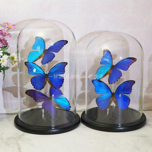 真蝴蝶标本大蓝闪蝶欢乐女神闪蝶玻璃罩摆件家居饰品创意节日礼物