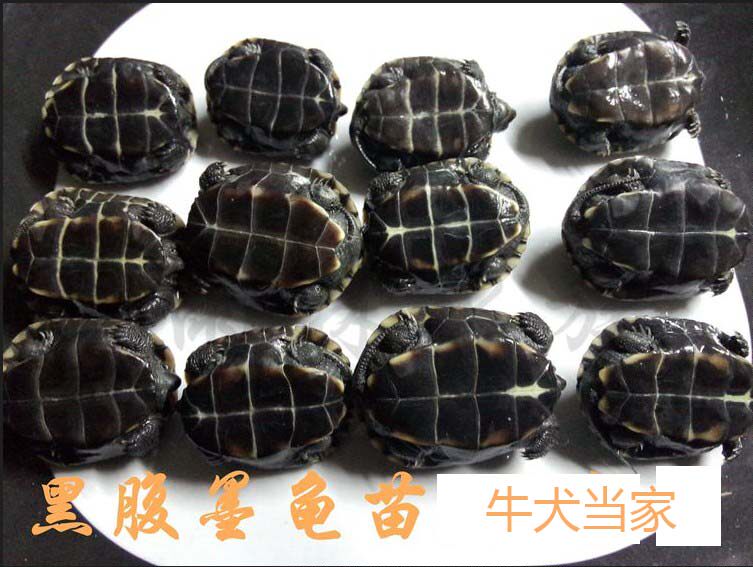 【肚子草龟乌龟黑色乌龟腹乌龟乌龟3.9cm黑龟墨】小宠物黑活