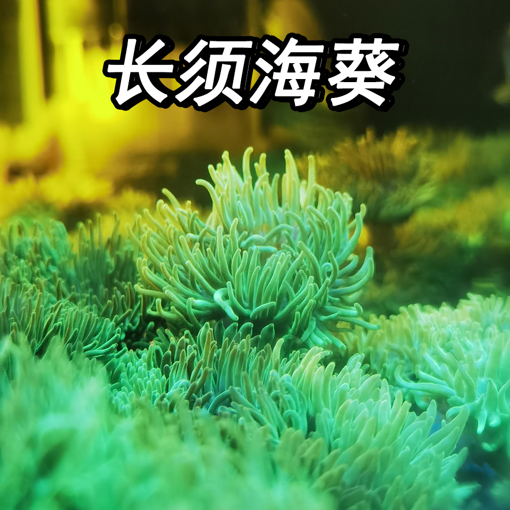 荧光绿火柴长须海葵活体珊瑚尼莫小丑鱼共生新手好养海缸海水海葵