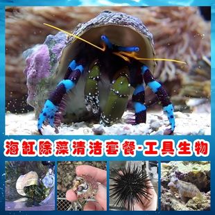 海缸生物宠物观赏蓝脚寄居蟹紫底星螺西瓜刨强力除藻套餐工具鱼