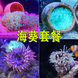 观赏海葵活体海缸生物海草海水生物宠物尼莫小丑鱼共生珊瑚造景