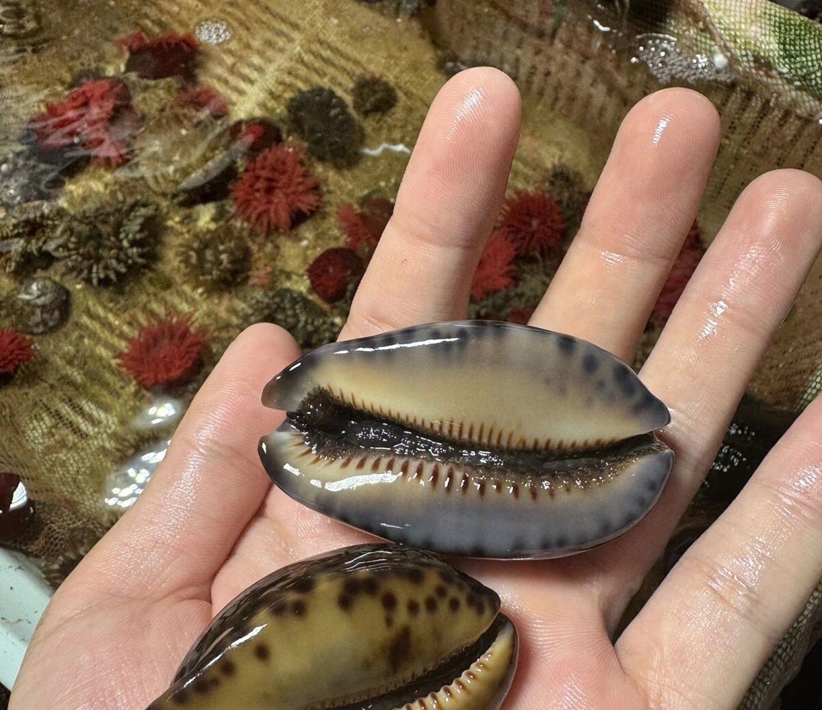 亚洲宝螺活体猪仔海缸除藻海水原生鱼缸观赏清洁工具杂食翻砂吃藻
