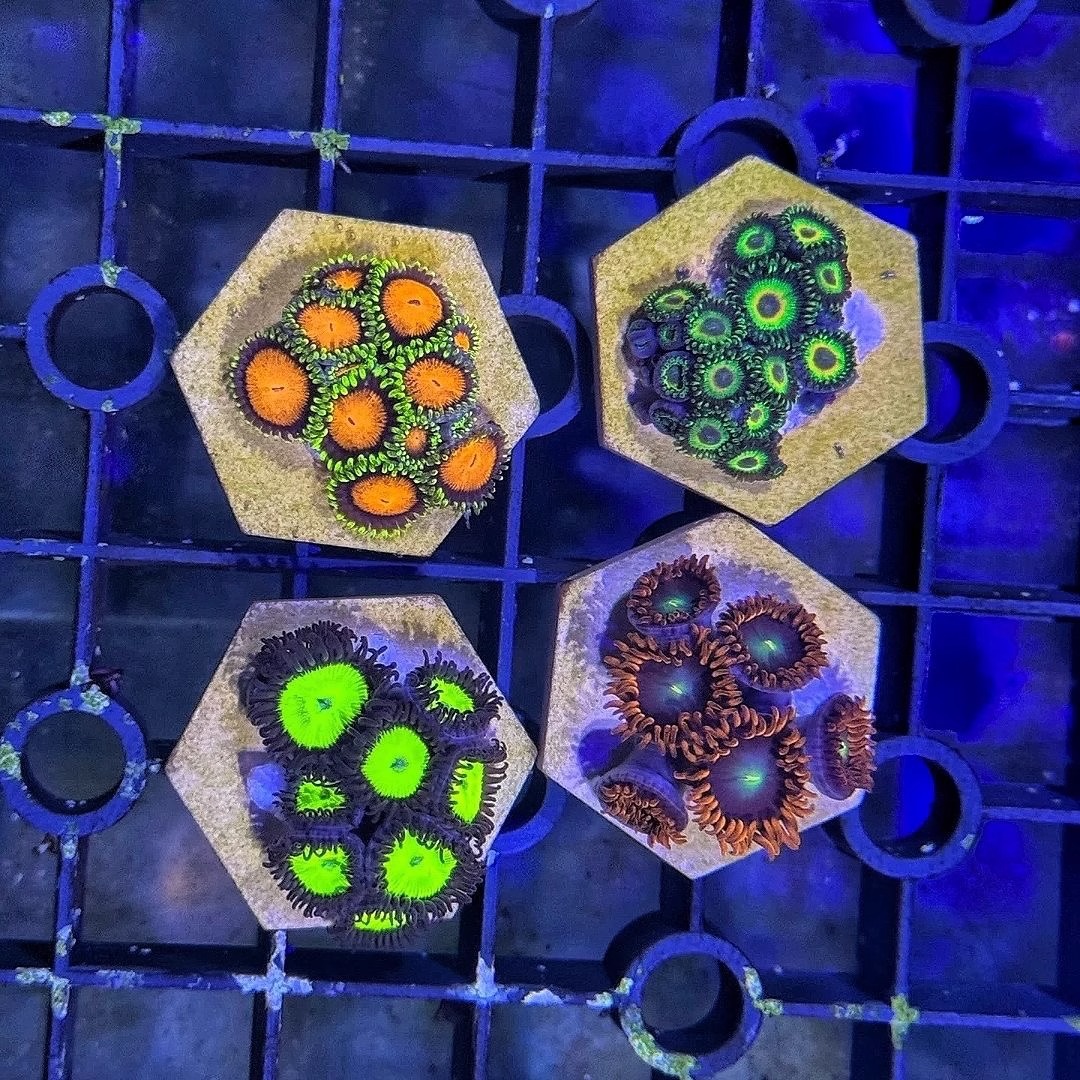 纽扣珊瑚海缸造景海水珊瑚海葵花群海葵除藻生物海水纽扣海缸观赏