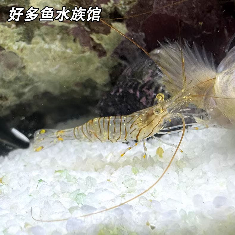 黄点玻璃虾活体曲腹七腕虾海缸吃藻除藻清理工具虾鱼缸观赏虾
