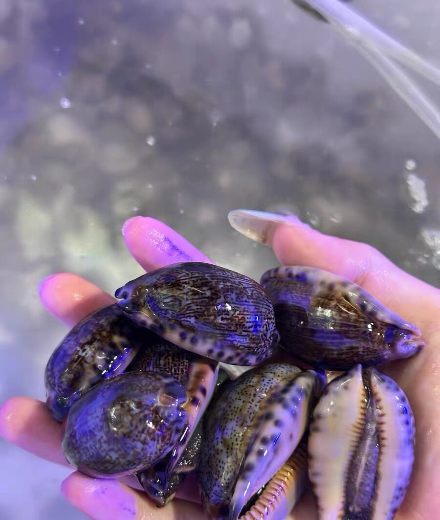 宝贝螺猪仔螺亚洲宝螺海缸除藻螺清洁螺宠物海水生物活体