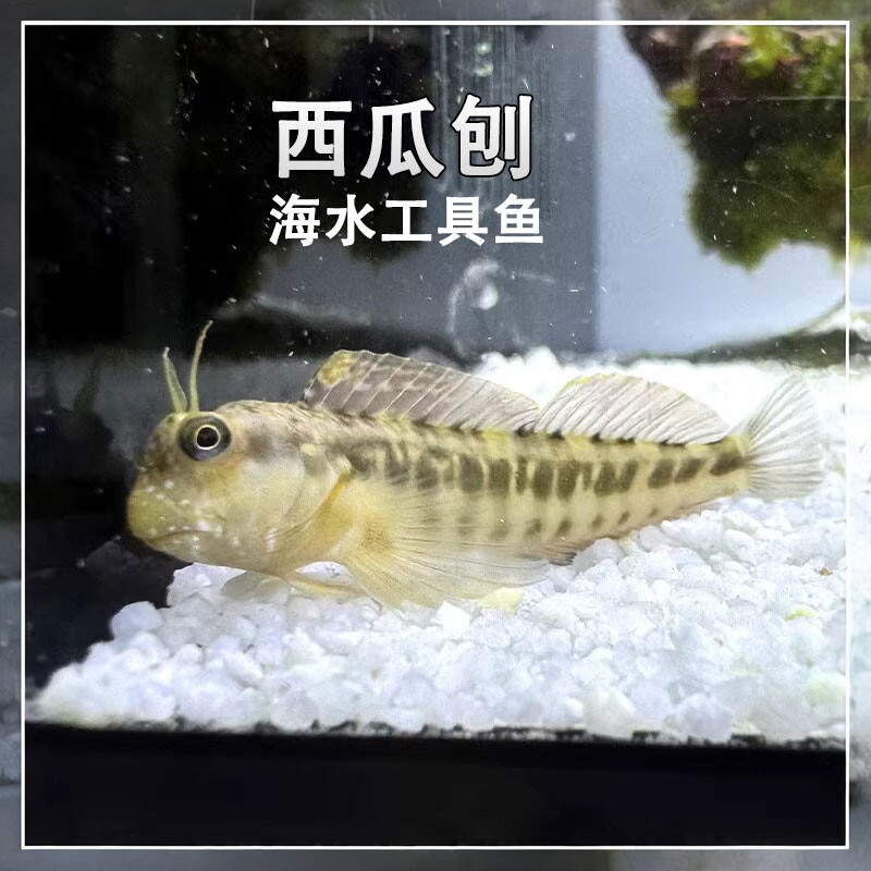 西瓜刨海洋生物工具鱼高效吃藻海水缸清洁观赏鱼新手易养活物包邮