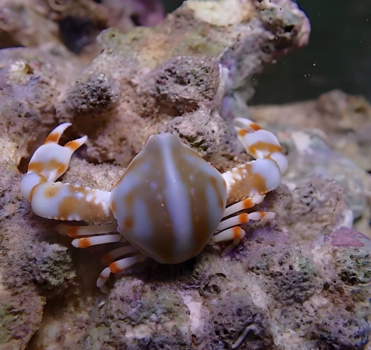 藏翻沙玉蟹活体螃蟹海洋生物翻沙生物观赏寄居蟹宠物清理鱼缸