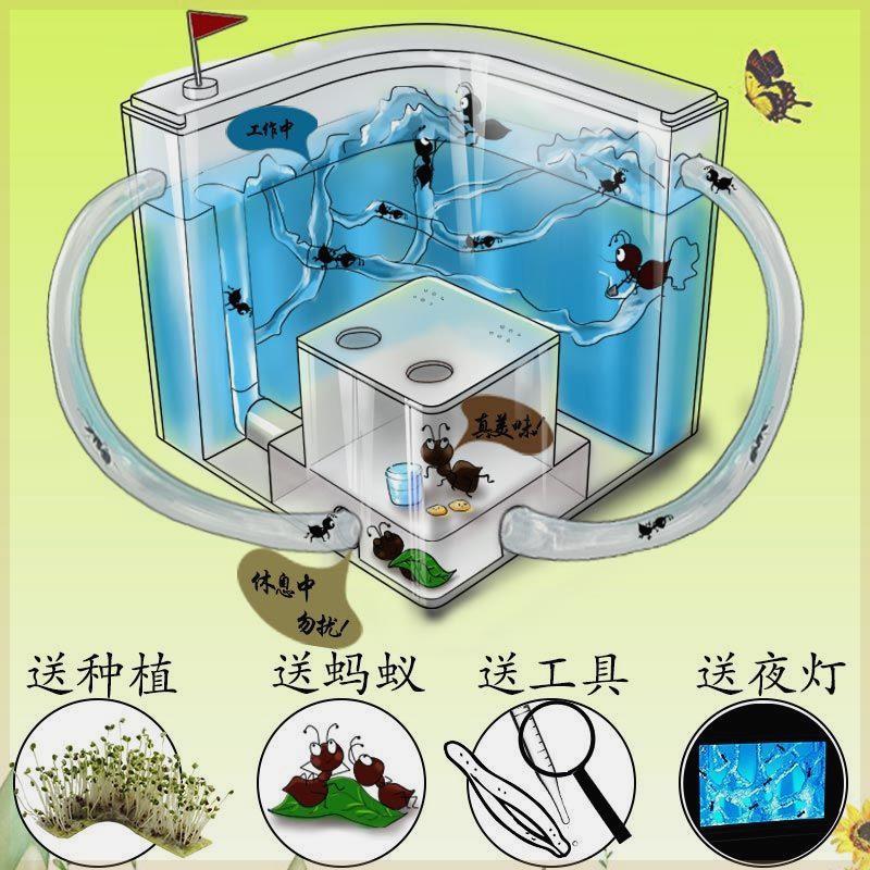 蚂蚁生态箱蚂蚁工坊学生版生态箱巢穴饲养盒蚁巢新手套装城堡宠物