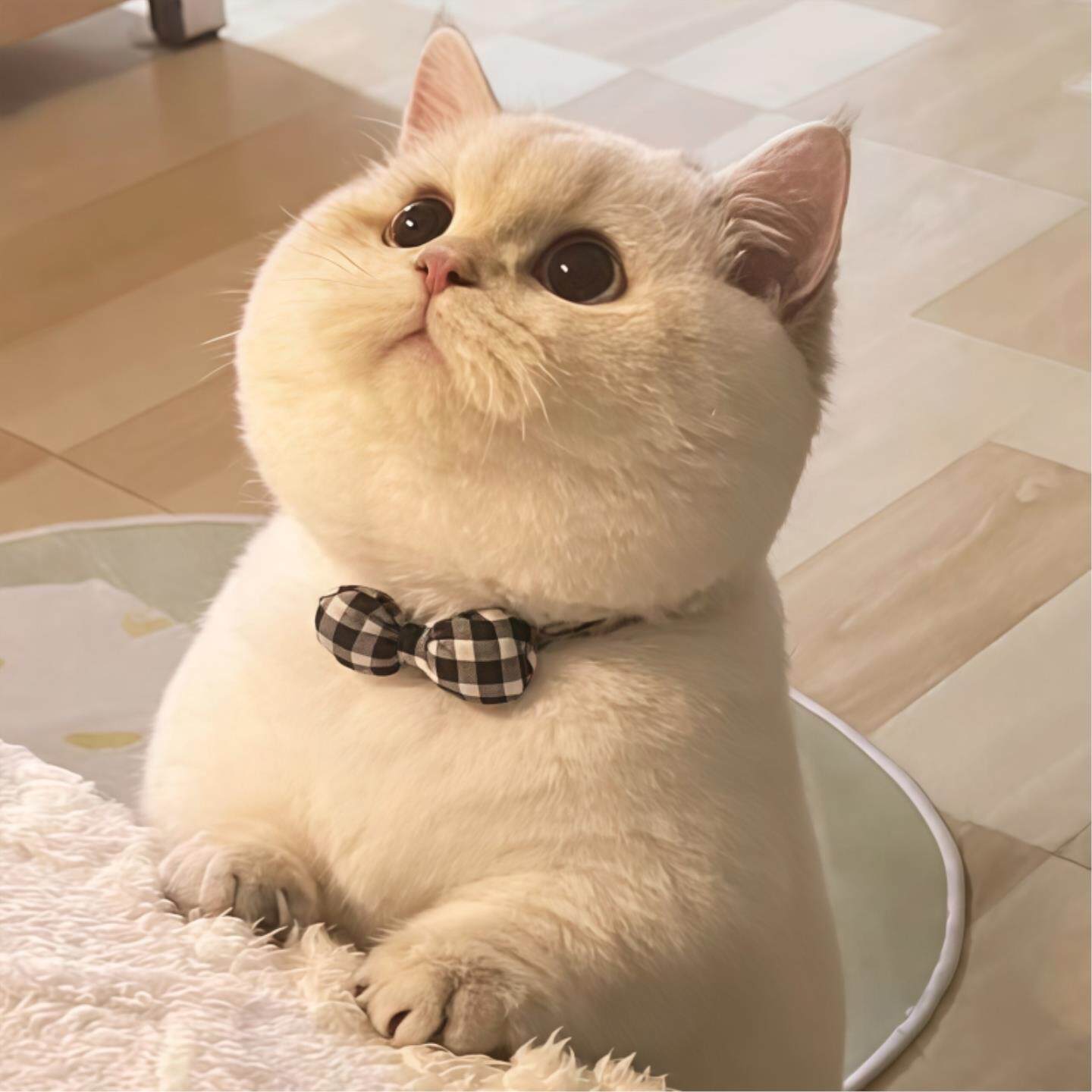 猫咪项圈猫狗通用宠物铃铛脖圈高颜值服饰配件中小型犬蝴蝶结饰品