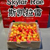 智利进口斯凯拉雷黄樱桃金车厘子水果skylar rae雷尼尔高端礼盒