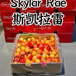 智利进口斯凯拉雷黄樱桃金车厘子水果skylar rae雷尼尔高端礼盒