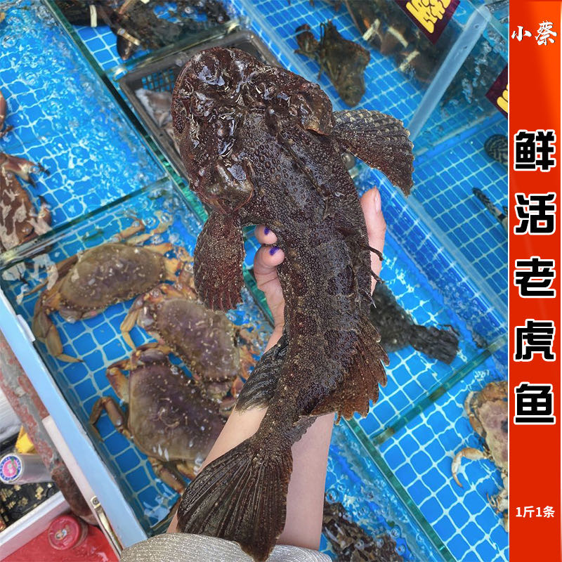 鲜活老虎鱼野生海鲜水产新鲜石头鱼深海鱼活鱼煲汤鱼鲜甜美石斑鱼