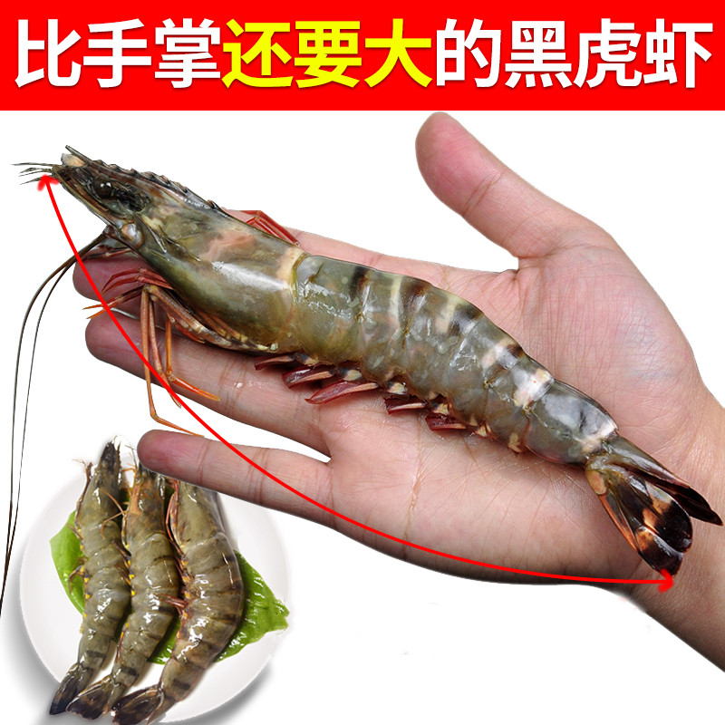 15只12只10只900g 黑虎虾新鲜大草虾海鲜活冷冻水产九节虾斑节虾