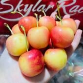 现货4J智利斯凯拉雷黄金车厘子Skylar Rae４斤原箱新鲜水果包顺丰