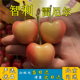 樱桃现货 当季 黄车厘子新鲜水果智利雷尼尔黄金黄色4j礼盒装 应季