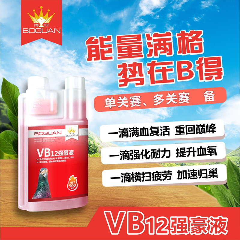 搏冠鸽子药提速补能黑舌紫胸
