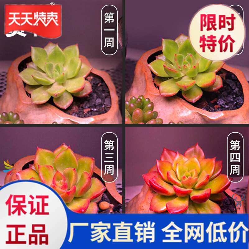 室内植物培育价格 室内植物培育图片 星期三