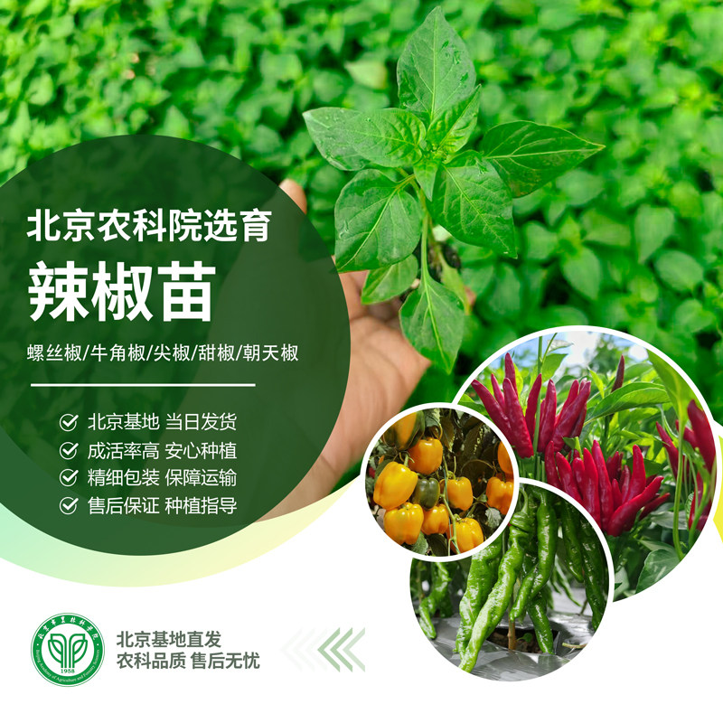 农科院辣椒苗樟树港辣椒苗小米辣螺丝椒朝天椒甜椒地栽盆栽蔬菜苗