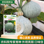小南瓜种子京研京银栗贝贝板栗南瓜四季 大棚蔬菜籽优质高产超早熟