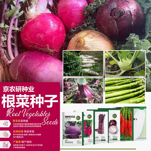 农科院水果萝卜种子高产易种植