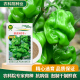 农科院京研皱皮辣2号辣椒种子青红灯笼椒四季 蔬菜籽优质早熟高产