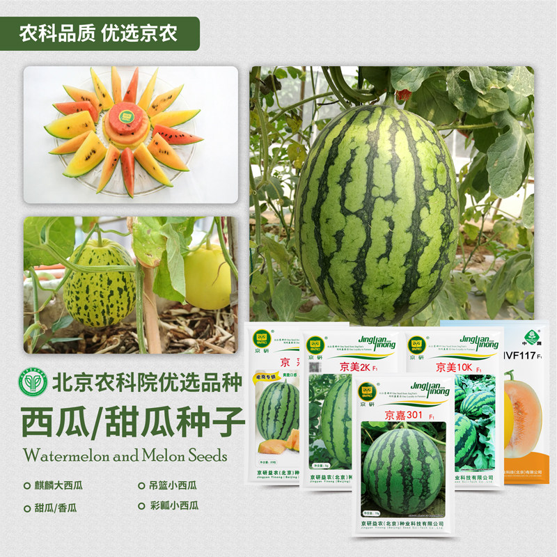 农科院西瓜种子京欣京美甜王8424麒麟瓜无籽懒汉冰糖小西瓜种籽孑