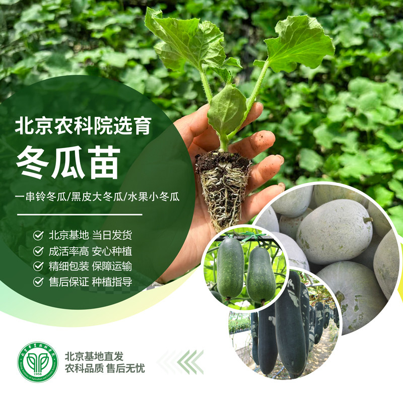 农科院冬瓜苗一串铃粉皮黑皮大冬瓜水果小冬瓜阳台庭院地栽蔬菜苗