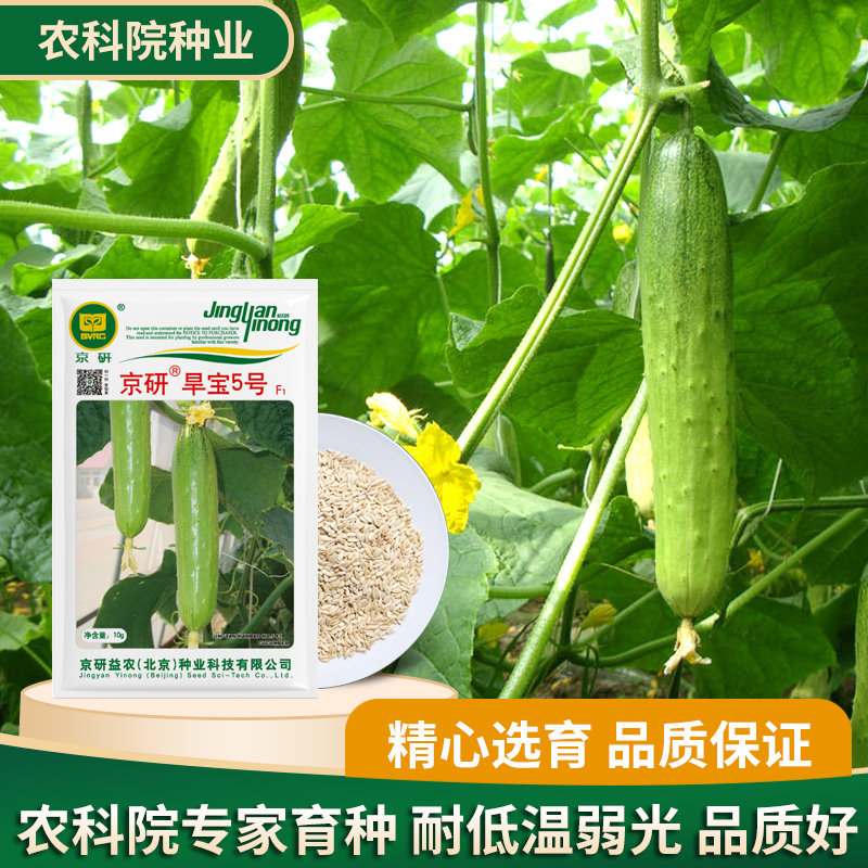 高产抗病黄瓜种子京研秋黄瓜图片
