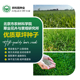 农科院草坪种子高羊茅狗牙草皮卷草籽孑早熟禾黑麦草庭院绿化护坡