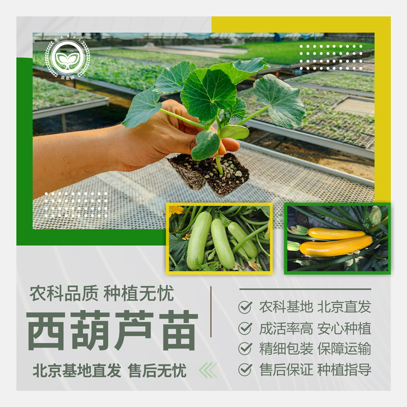 农科院西葫芦苗角瓜茭瓜黄香蕉四季阳台菜园耐热抗病蔬菜瓜种子苗