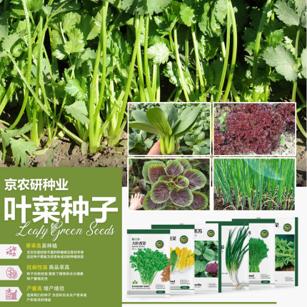 京农研叶菜类香菜韭菜小葱鸡毛菜茼蒿芝麻菜紫苏茴香易种蔬菜种籽