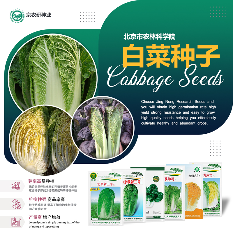 农科院大白菜种子高产抗病易种植