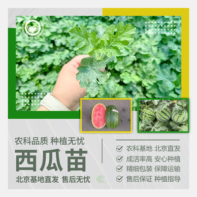农科院西瓜苗冰糖麒麟西瓜8424