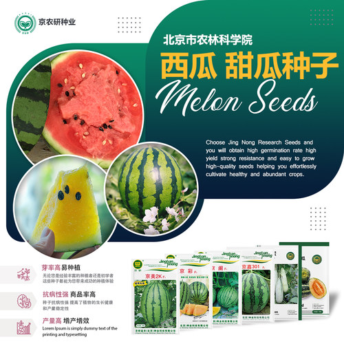 农科院西瓜种子8424麒麟瓜秧苗