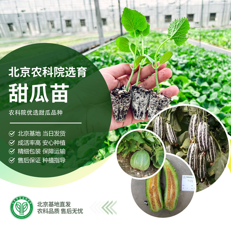 农科院甜瓜秧苗羊角蜜脆酥薄皮香甜绿宝甜瓜庭院阳台蔬菜瓜果种苗