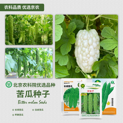 北京农科院苦瓜种子芽率高易种植