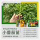农科院小番茄苗矮生番茄苗盆栽圣女果小西红柿四季 阳台水果蔬菜苗