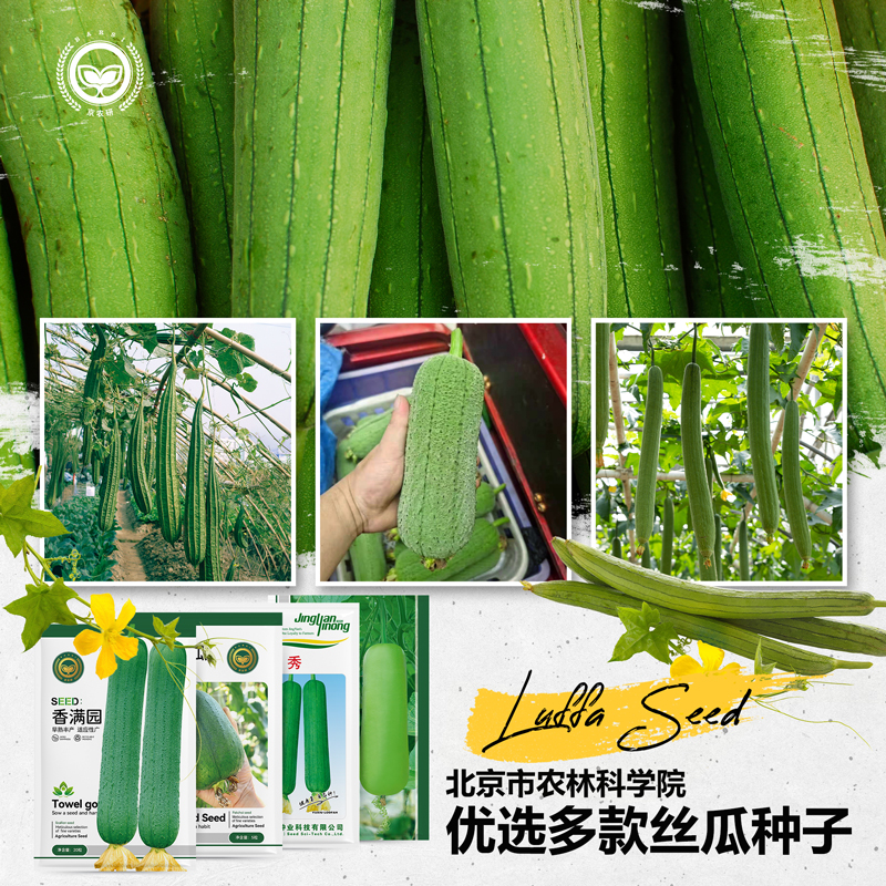 农科院丝瓜种子长丝瓜苗肉丝瓜瓠瓜肉厚味浓四季家庭阳台蔬菜籽孑