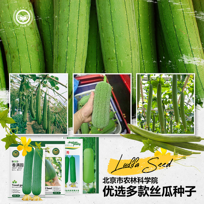 农科院丝瓜种子长丝瓜苗肉丝瓜瓠瓜肉厚味浓四季家庭阳台蔬菜籽孑