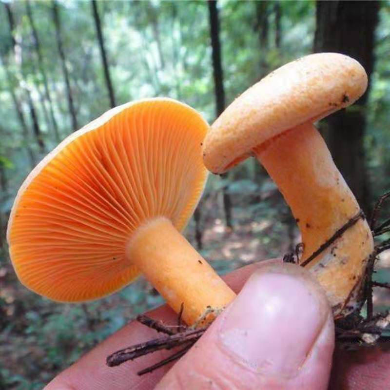 湖南湘西枞树菌新鲜野生菌蘑菇黄枞菌寒菌松树菌雁鹅菌三九菇谷熟